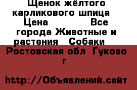 Щенок жёлтого карликового шпица  › Цена ­ 50 000 - Все города Животные и растения » Собаки   . Ростовская обл.,Гуково г.